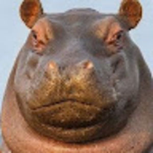 Meet your Posher, Emery